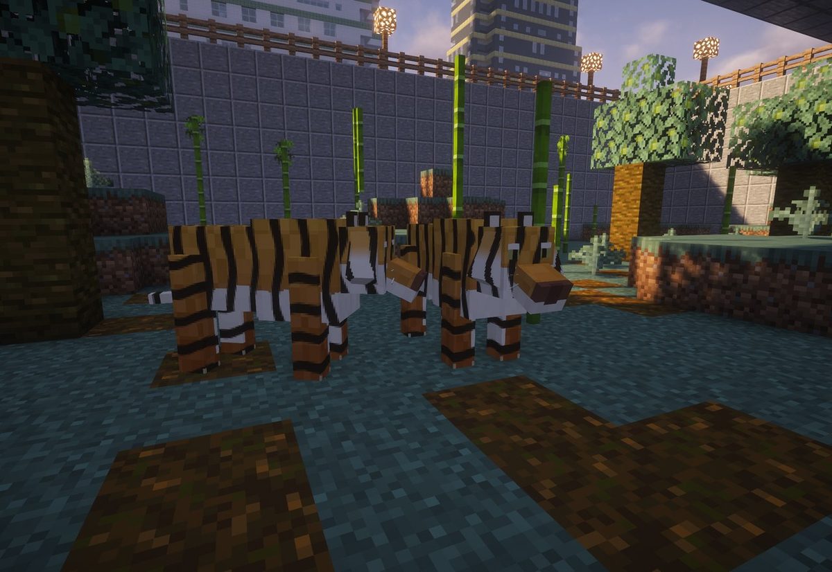 Two tigers in a bamboo-planted zoo pen.
